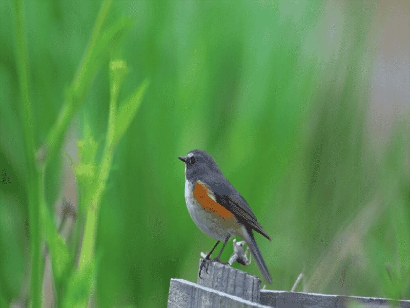 男性不孕 治疗费用(包扎试管的绳子)